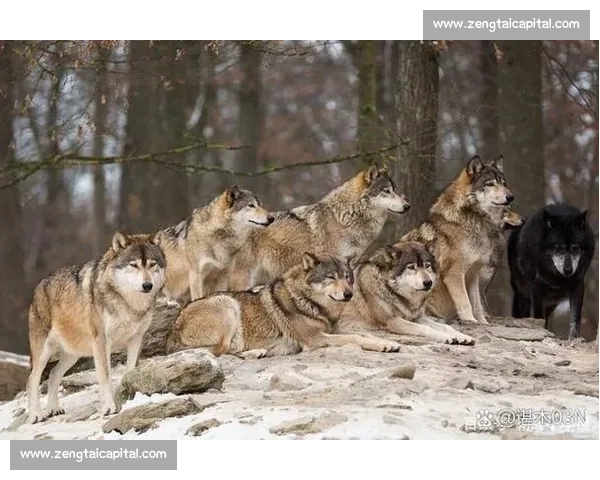 罗格vs新时代力量碰撞巅峰对决命运走向全解析背后博弈与未来格局展望